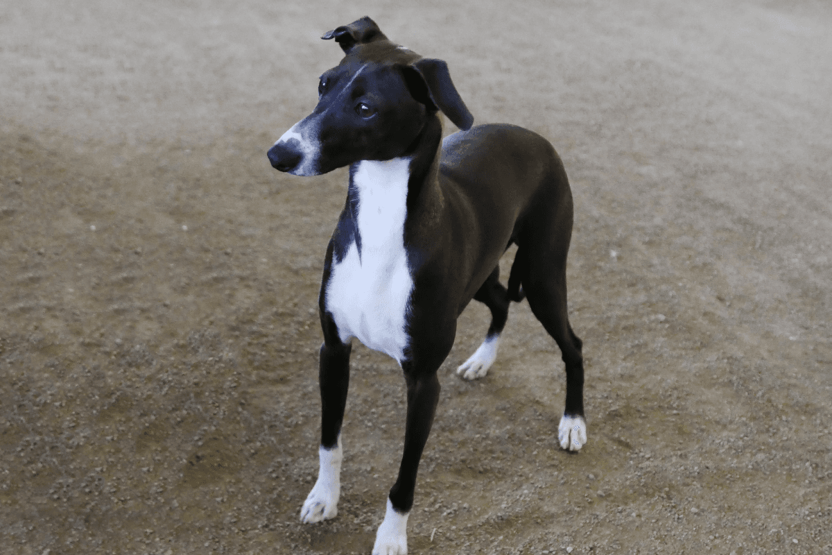 イタリアングレーハウンド（イタグレ）を飼う前に知っておきたい5つのこと