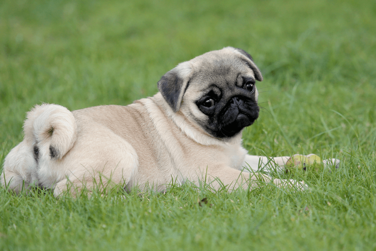 パグを飼う前に知っておきたい5つのこと｜性格・寿命・注意点