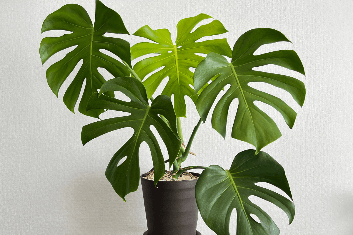 モンステラの育て方完全ガイド｜初心者でも失敗しない水やりと置き場所のコツ