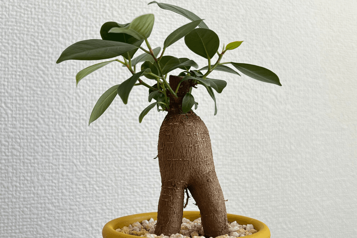 ガジュマルの育て方完全ガイド｜水やりと剪定で元気に育てるコツ