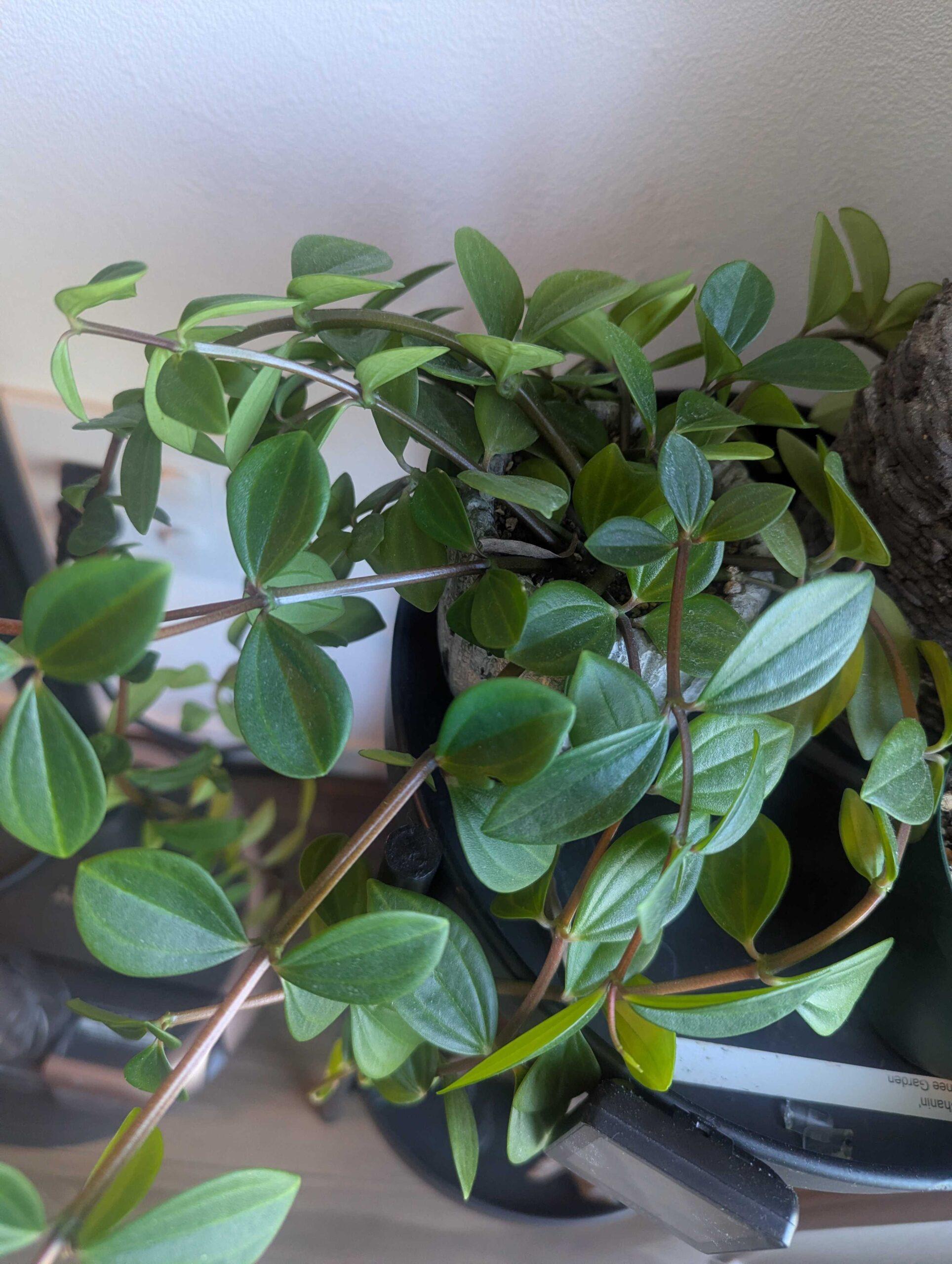 ペペロミアの育て方｜初心者向けの水やりと置き場所の基本ガイド