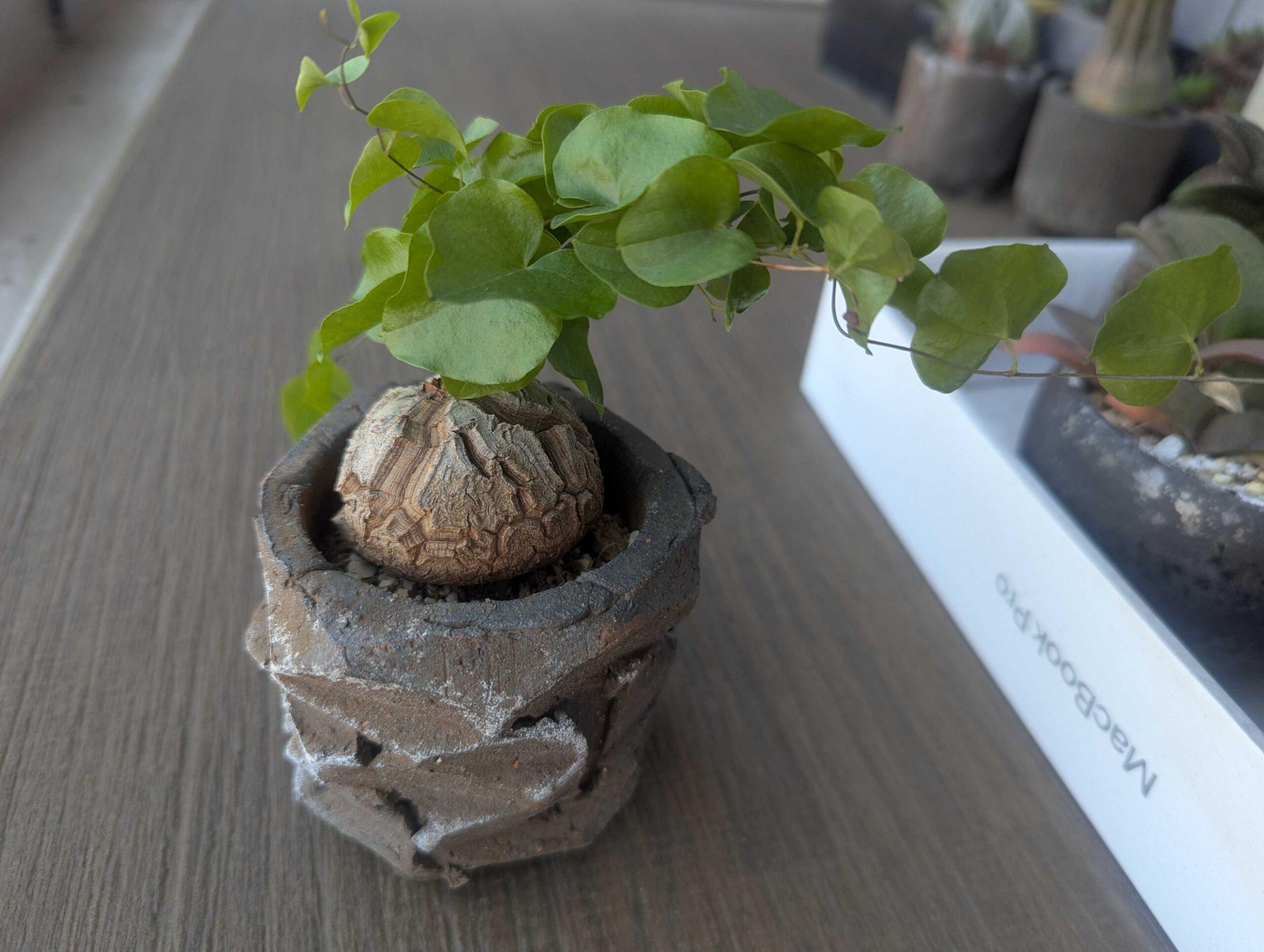 亀甲竜の育て方｜塊根植物初心者でも失敗しない水やりと休眠期の管理