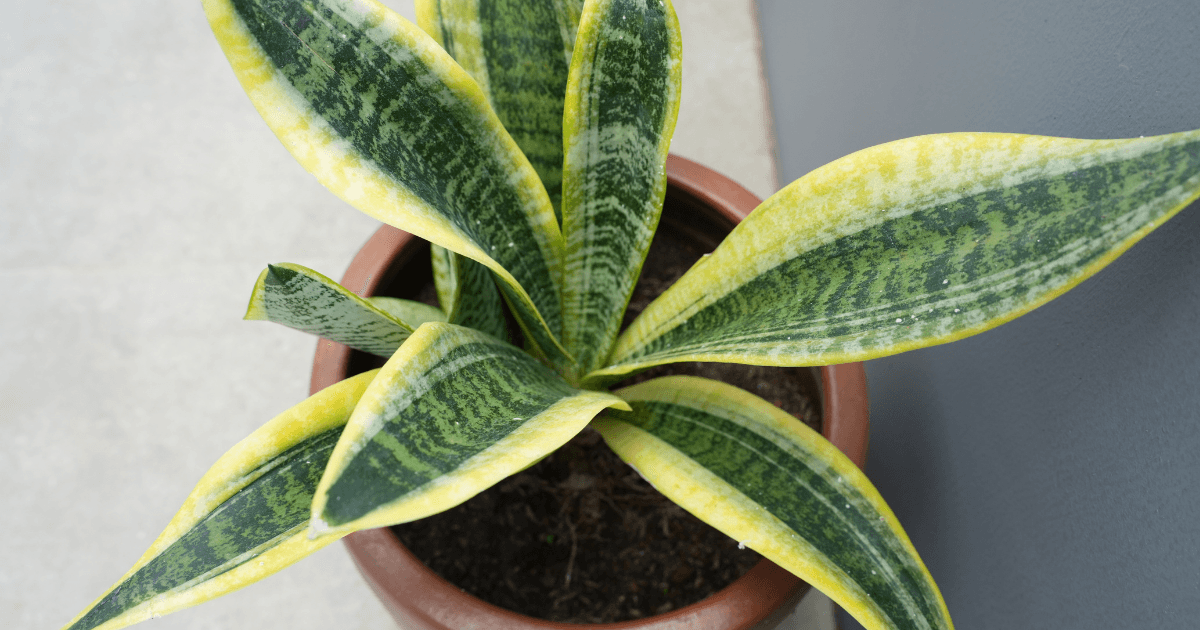 サンセベリアの育て方 | 水やり・置き場所・増やし方を解説