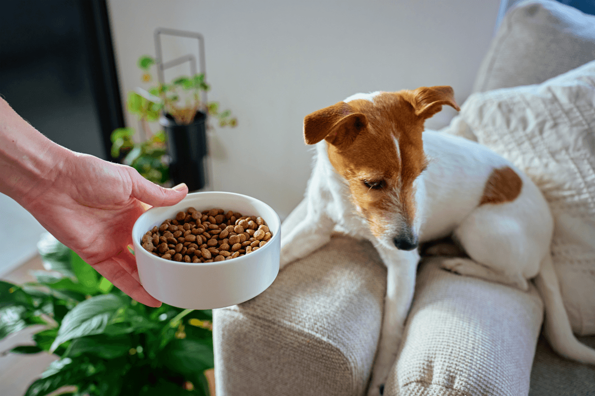 犬がごはんを食べない！元気がない！危険な時間の目安と受診タイミング