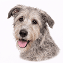 アイリッシュウルフハウンド