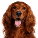 アイリッシュセッター