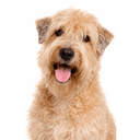 アイリッシュソフトコーテッドウィートンテリア