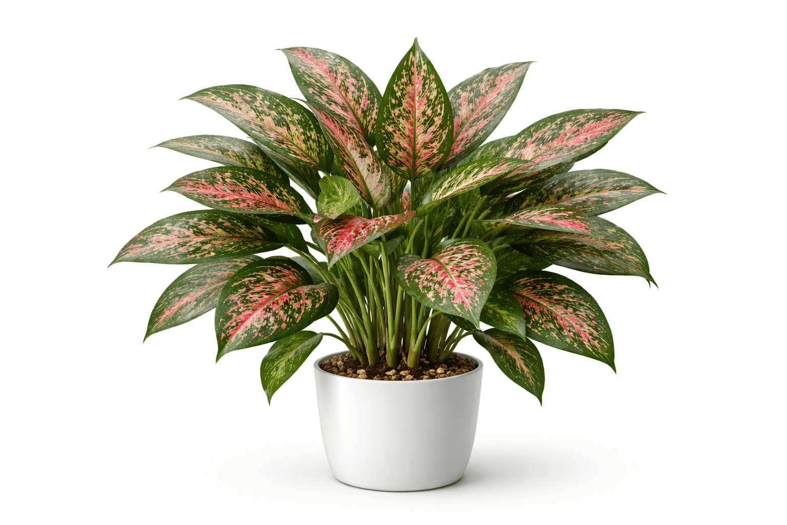 アグラオネマの育て方｜初心者向け管理方法と人気・レア品種ガイド