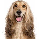 アフガンハウンド