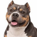 アメリカンブリー