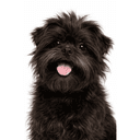 アーフェンピンシャー