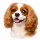 キャバリア・キング・チャールズ・スパニエル