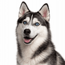 シベリアンハスキー