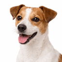 ジャックラッセルテリア