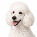 スタンダードプードル