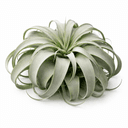 チランジア・キセログラフィカ