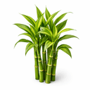 ドラセナ・サンデリアーナ