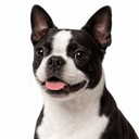 ボストンテリア