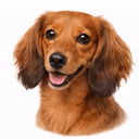 ミニチュアダックスフンド