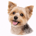 ヨークシャーテリア