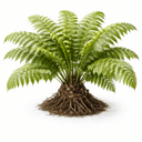 リュウビンタイ