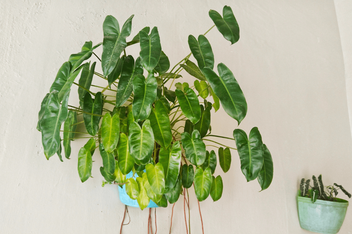 フィロデンドロンの育て方｜初心者でも失敗しない管理のコツと魅力