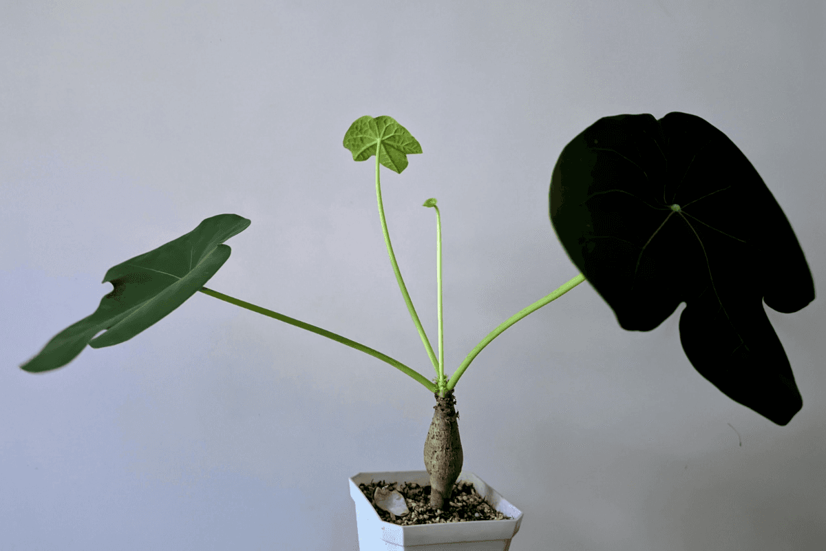 クワズイモの育て方｜初心者向けに水やり・置き場所・管理のコツを解説