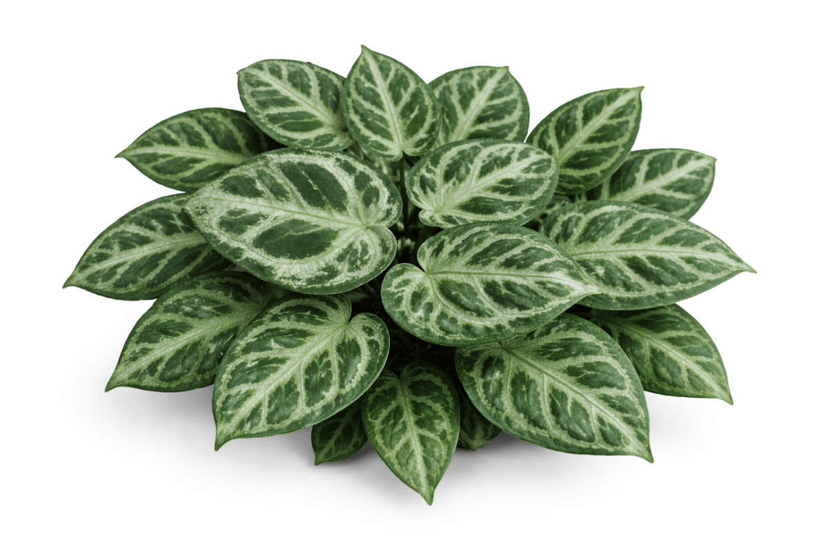 アンスリウム・ドラヤキの育て方｜失敗しない水やりと置き場所のコツ