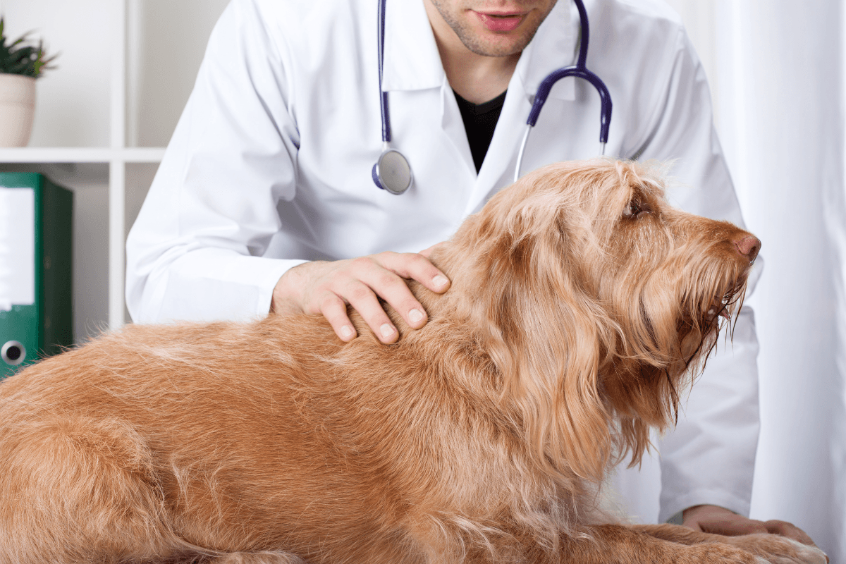 犬の避妊手術はいつがいい？月齢・発情前後の目安と判断基準