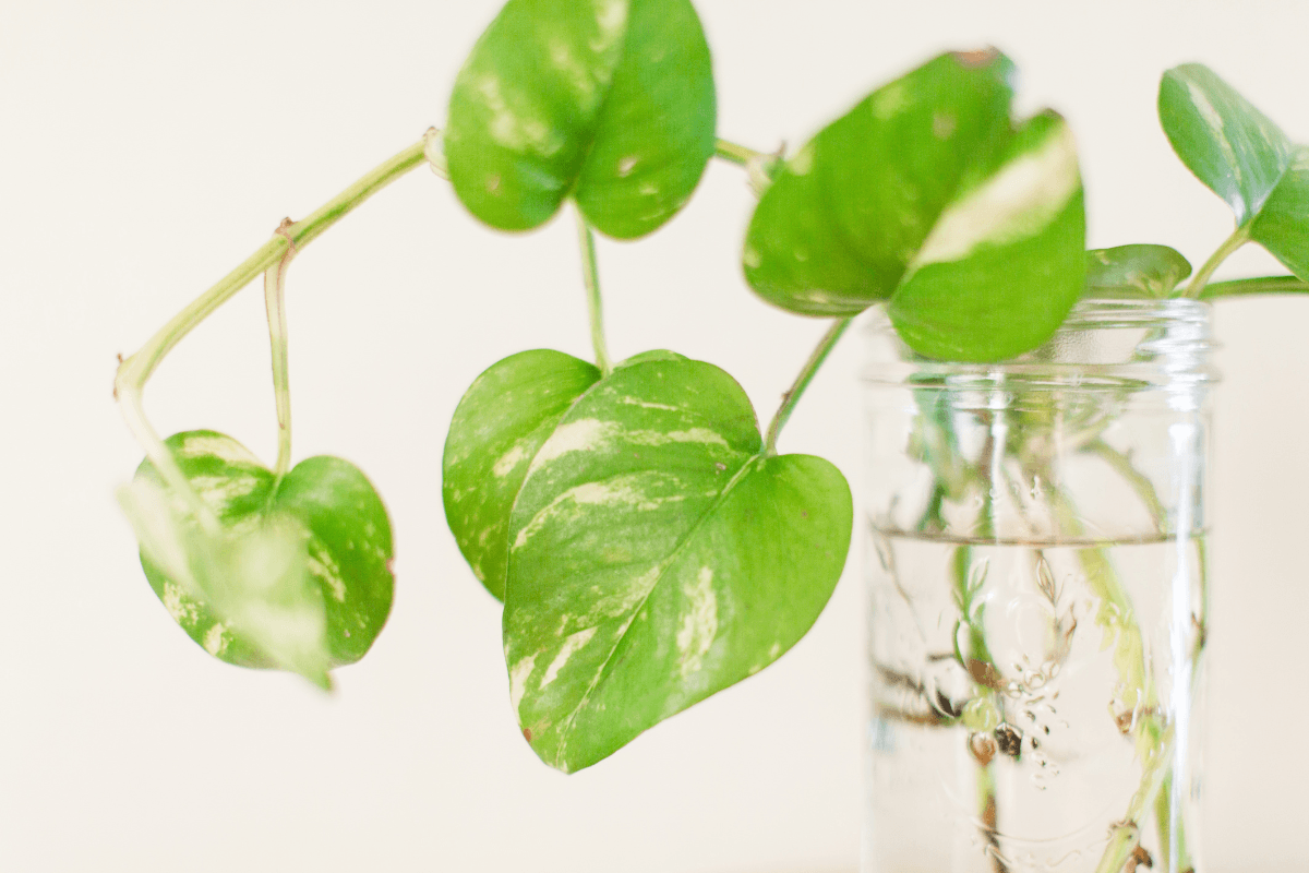 ポトスを水挿しで増やす｜初心者でも失敗しない手順とコツ