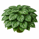 アンスリウム・ドラヤキ