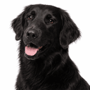 フラットコーテッドレトリーバー