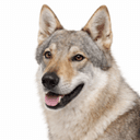 チェコスロバキアンウルフドッグ