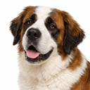 セントバーナード