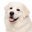 グレートピレニーズ