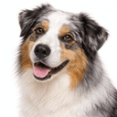 オーストラリアンシェパード