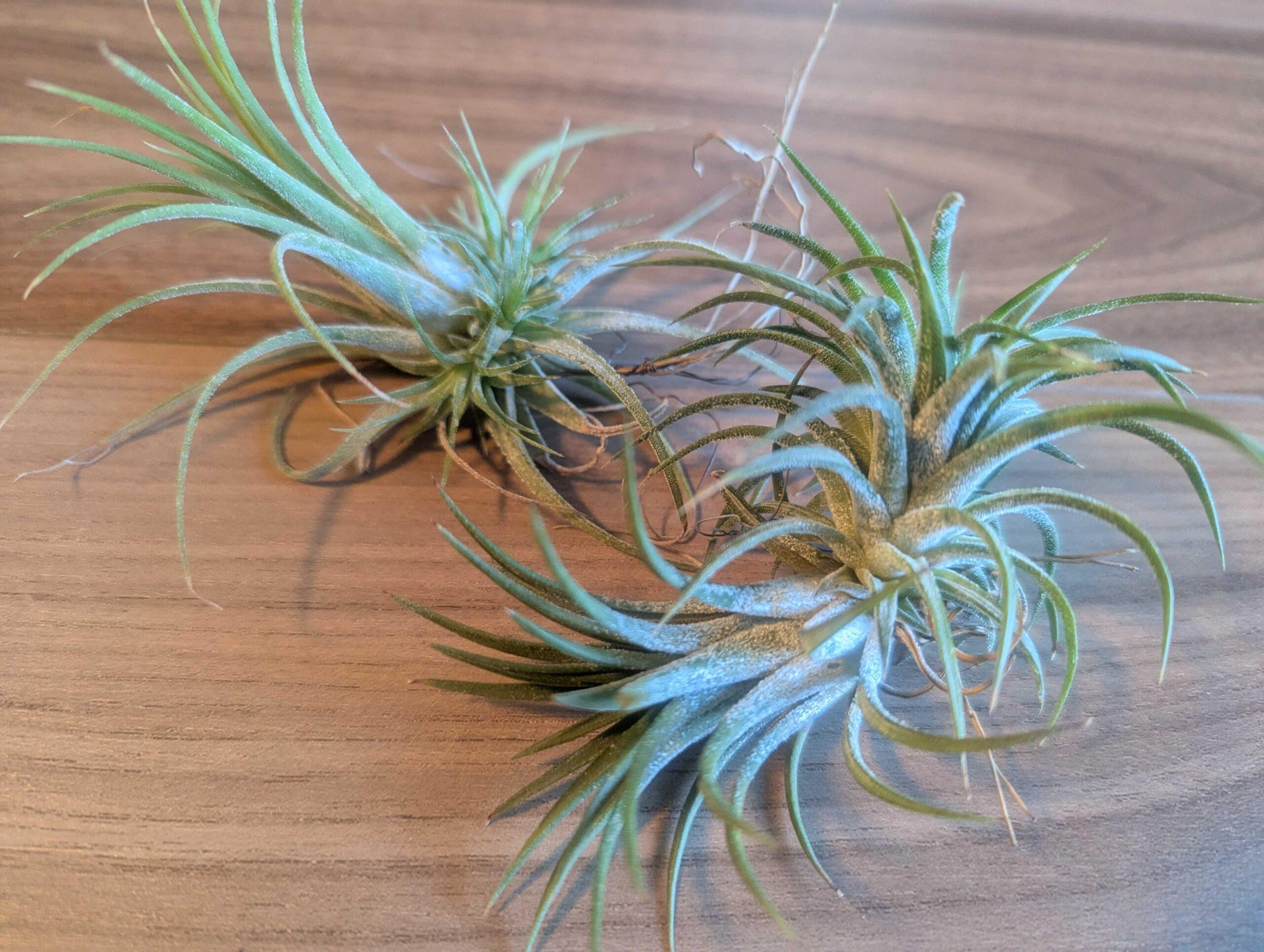 チランジア・イオナンタの育て方｜初心者でも失敗しない水やりと管理のコツ