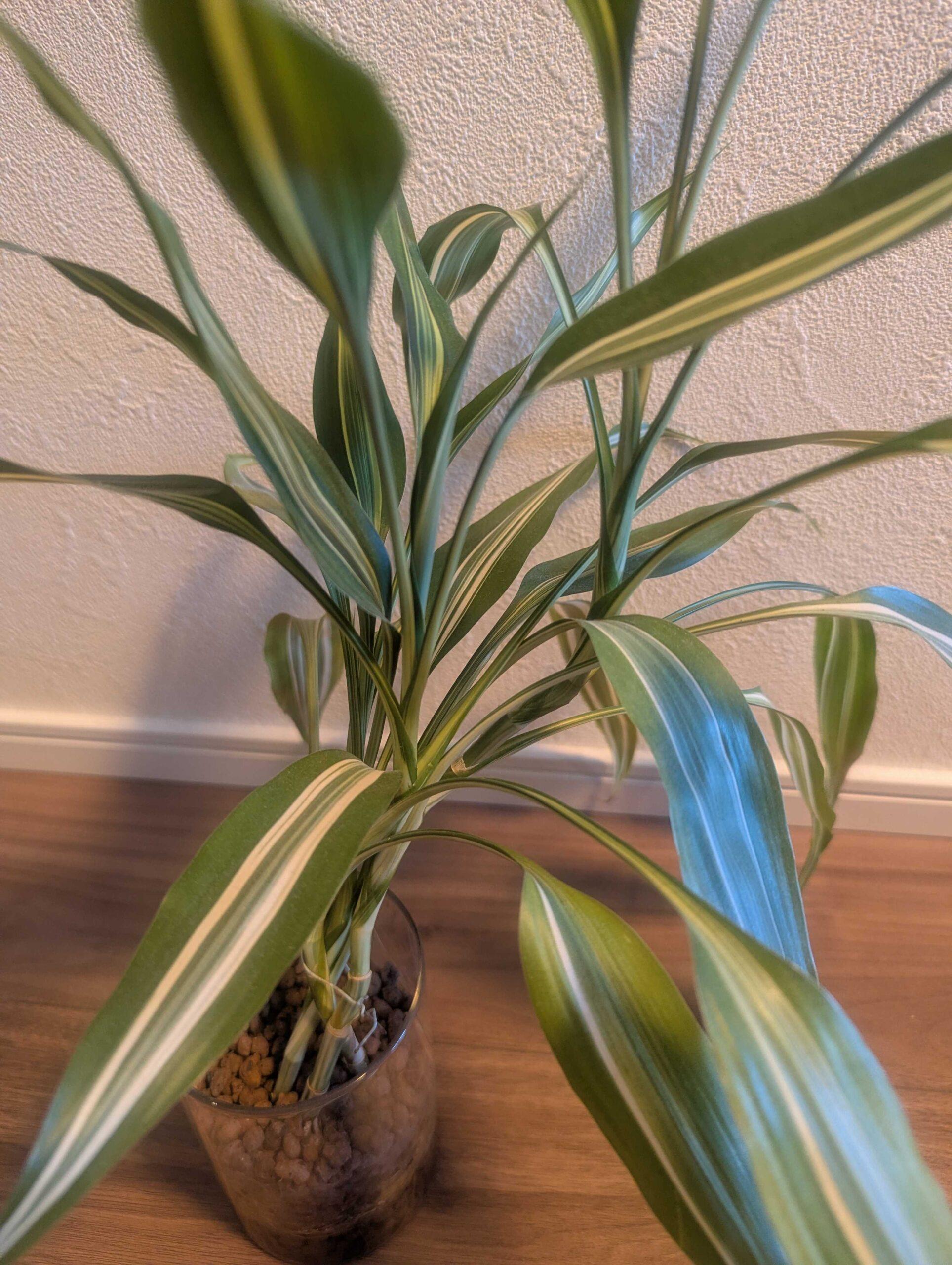 ドラセナ・サンデリアーナの育て方と飾り方｜別名ミリオンバンブーの魅力を徹底解説