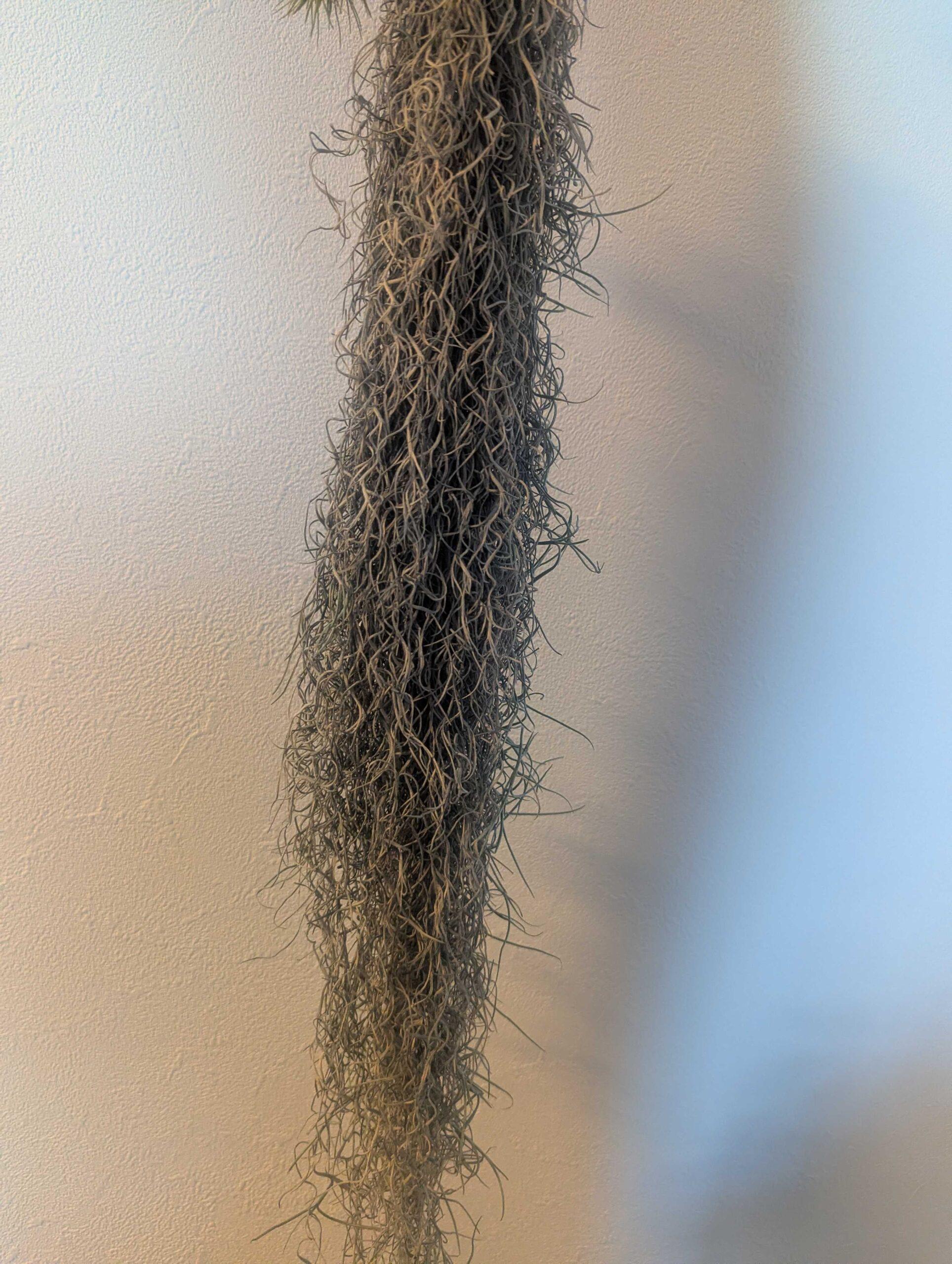 チランジア・ウスネオイデスの育て方ガイド｜初心者でも枯らさない栽培のコツ