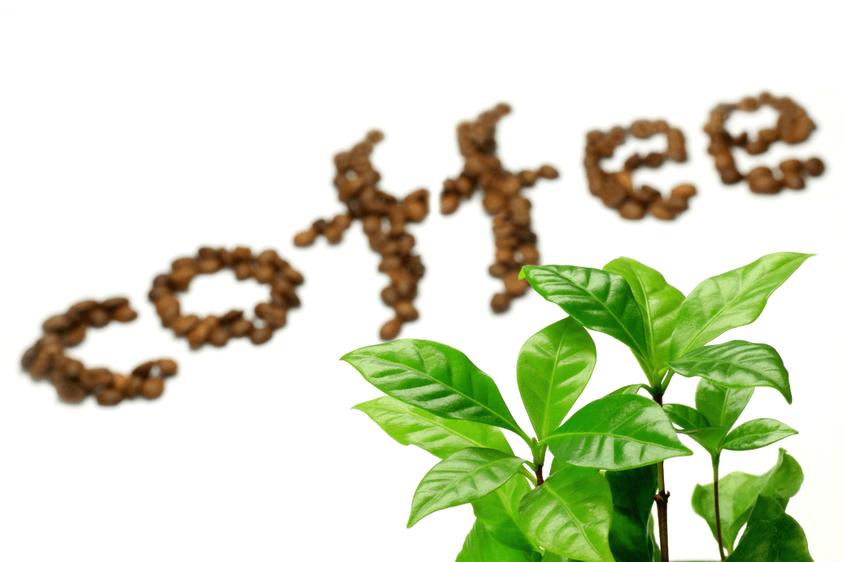 コーヒーの木の育て方｜初心者でも枯らさない置き場所・水やり・剪定の基本