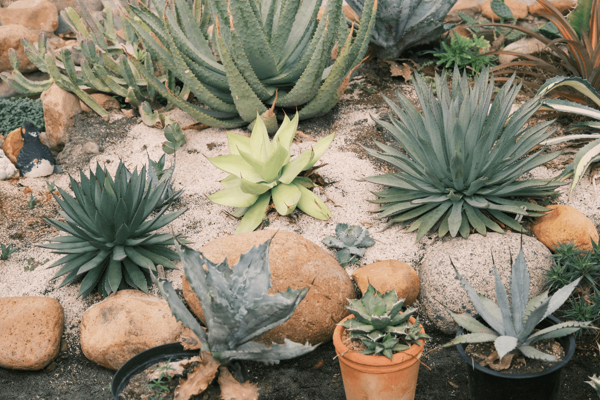 アガベの育て方｜初心者でも安心！日当たり・水やり・冬越しの基本