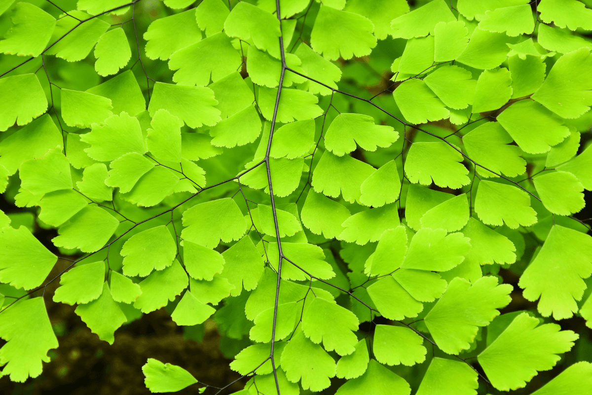 アジアンタムの育て方｜初心者でも枯らさない水やりと置き場所のコツ