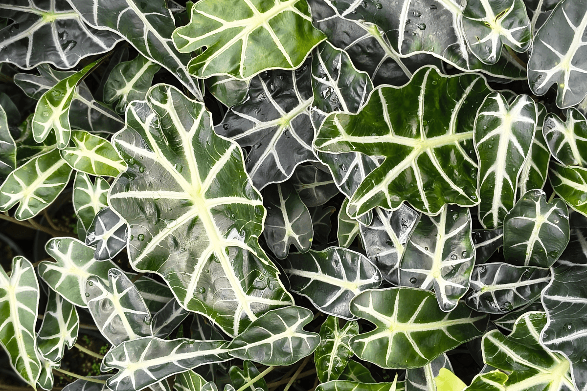 アロカシアの育て方｜初心者向けに水やり・置き場所・管理のコツを解説