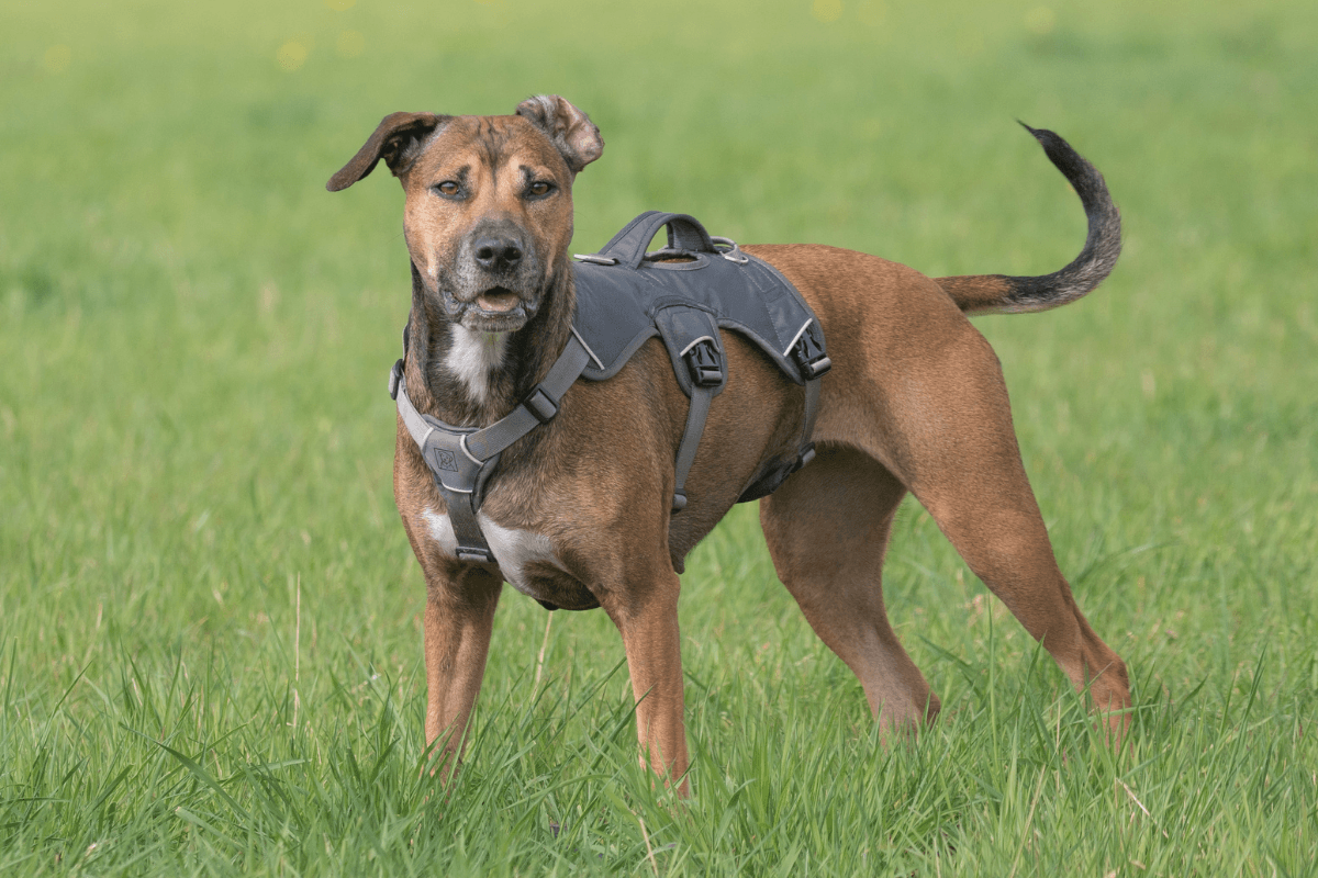 抜けにくい犬用ハーネスの選び方｜愛犬の安全を守るポイントを解説