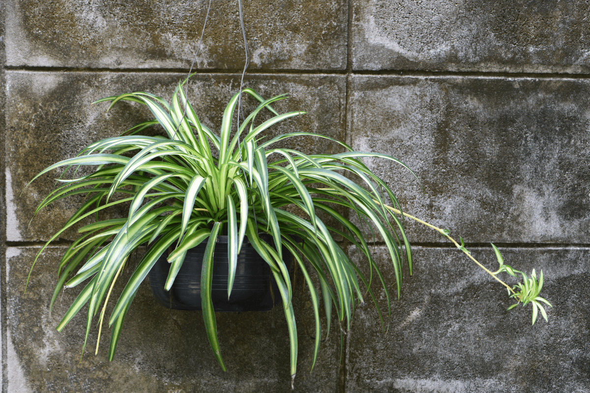 オリヅルランの育て方｜初心者でも失敗しない水やりと管理のコツ
