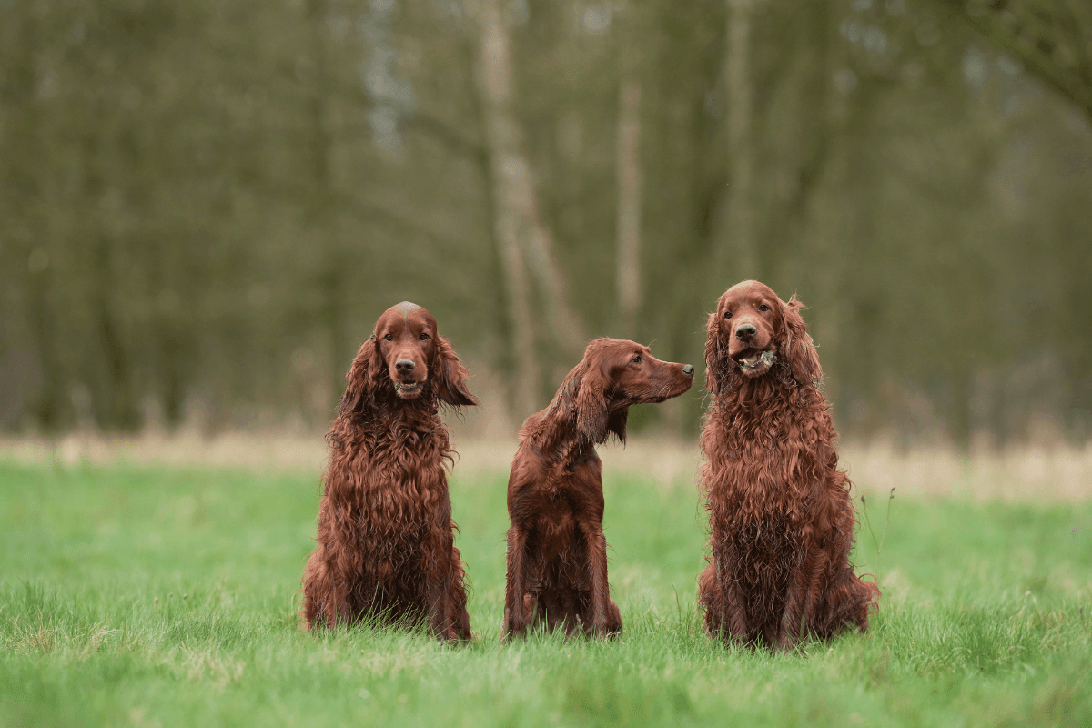 アイリッシュセッターの飼い方完全ガイド｜性格・しつけ・運動量まで徹底解説