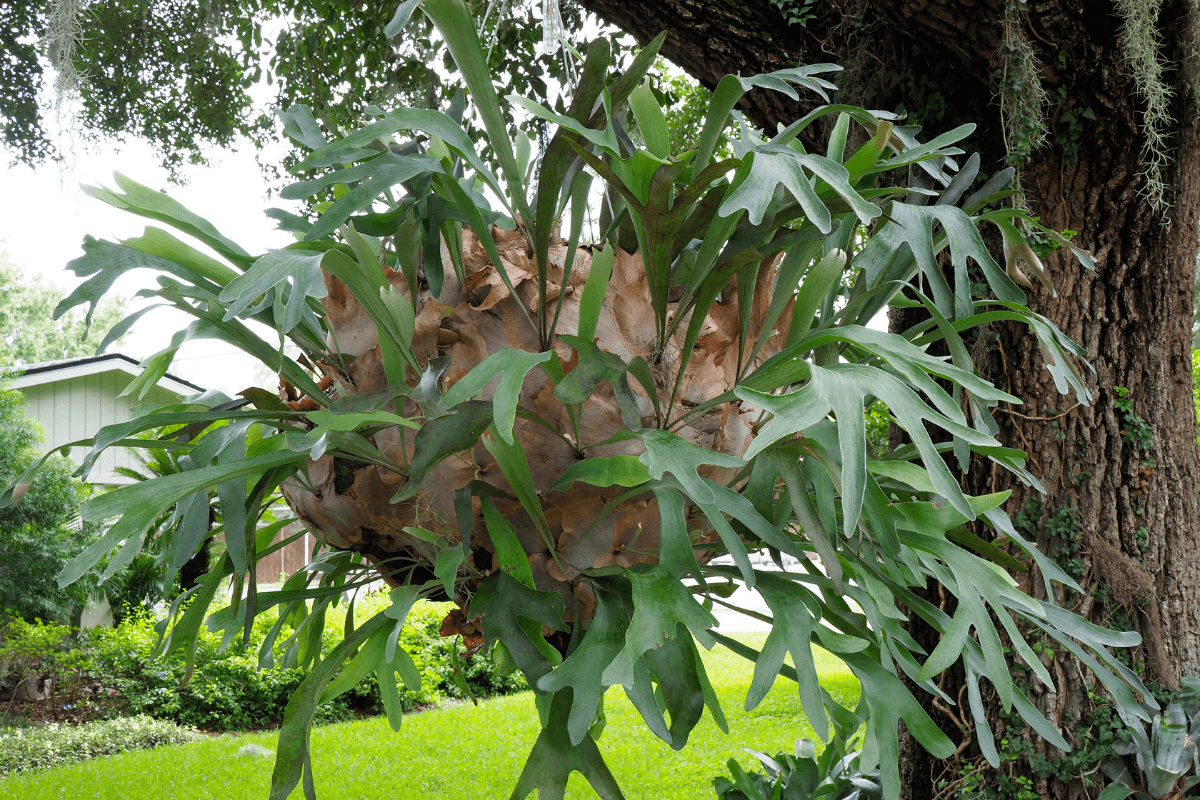 コウモリランの育て方｜初心者でも失敗しない管理方法と板付けのコツ
