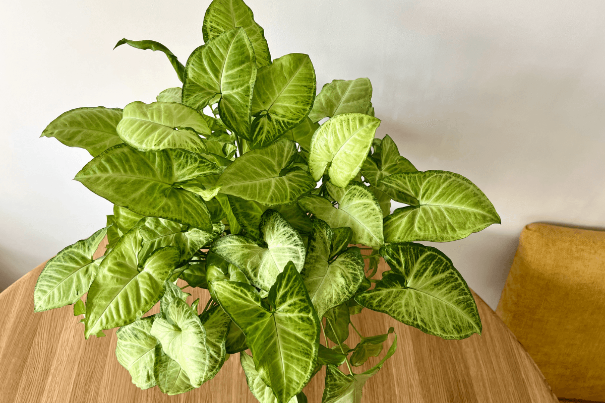 シンゴニウムの育て方｜初心者でも失敗しない管理のコツと増やし方