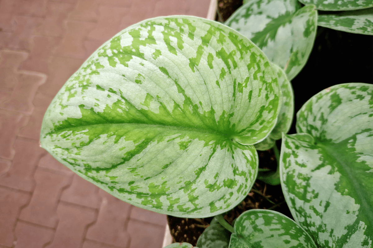 スキンダプサスの育て方｜初心者でも失敗しない水やりと置き場所のコツ