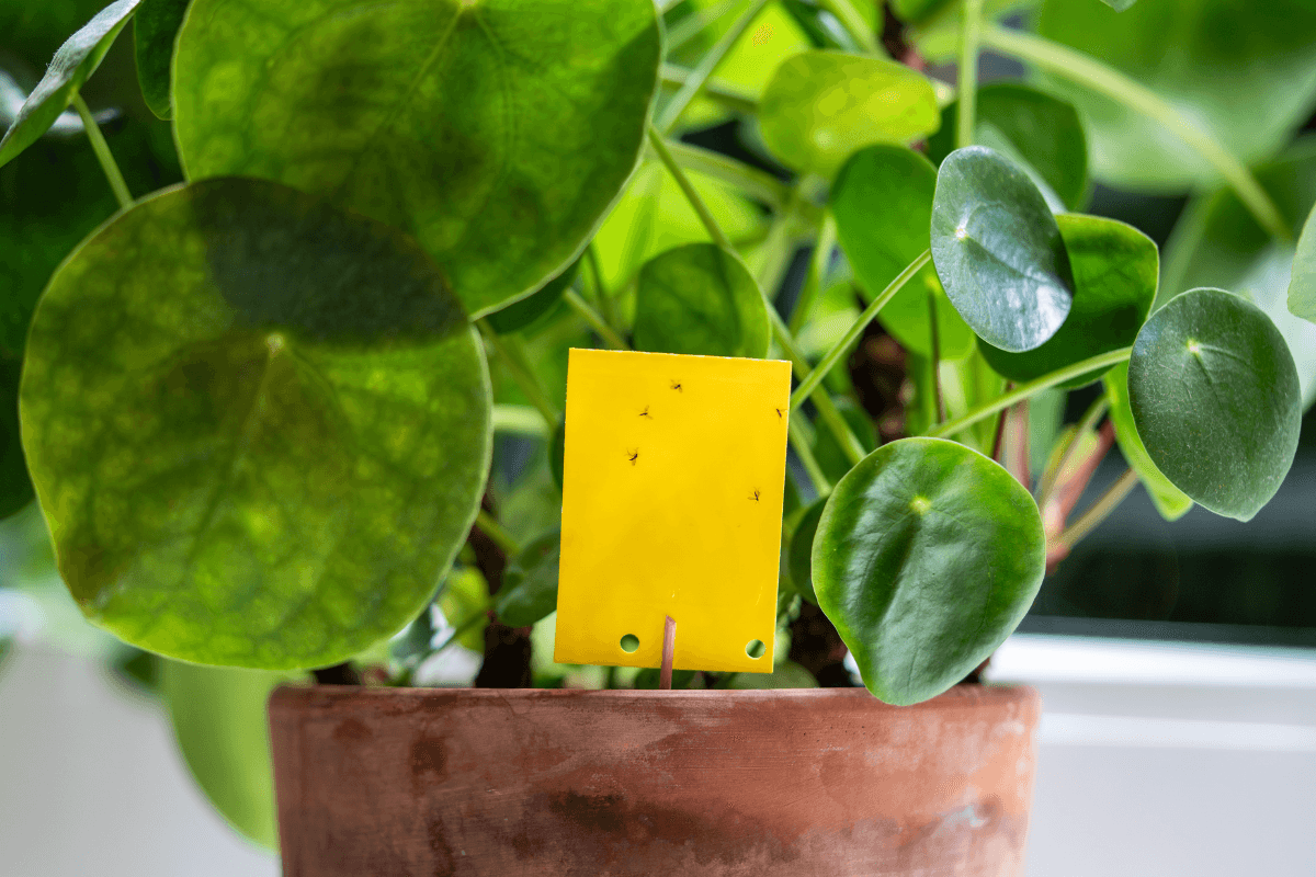 観葉植物のコバエ対策｜発生原因と即効駆除、予防・再発防止